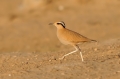 Renvogel 1